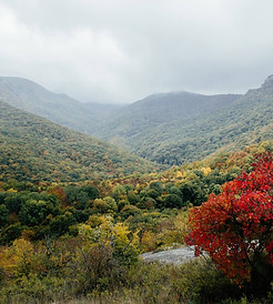 Forested landscape