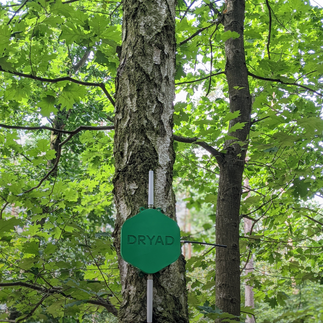 dryad border gateway on a tree